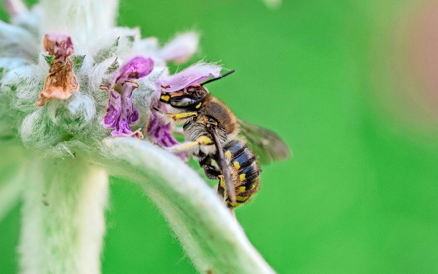 Wollbiene und Wollziest, das passt: Hier findet das Insekt flauschige Pflanzenhaare für den Nestbau.