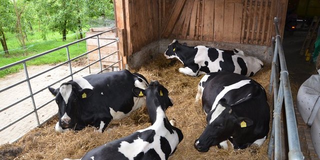 Jedes Jahr werden die besten Holstein-Züchter ausgezeichnet. (Bild Ruth Aerni)