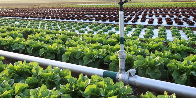 Die Bewässerung in Gemüsekulturen ist jetzt schon Standard. Hier werden vor allem Sprinkleranlagen eingesetzt. (Bild Ruth Aerni)