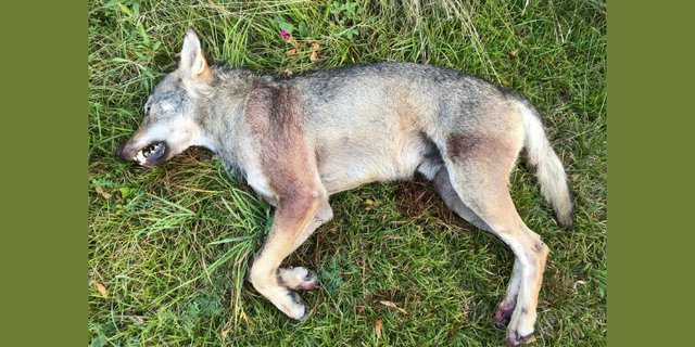 Der bewilligte Abschuss wurde innergalb des genehmigten Perimeters getätigt und ist der fünfte im Kanton Wallis seit 2006. (Bild zVg / SCPF)