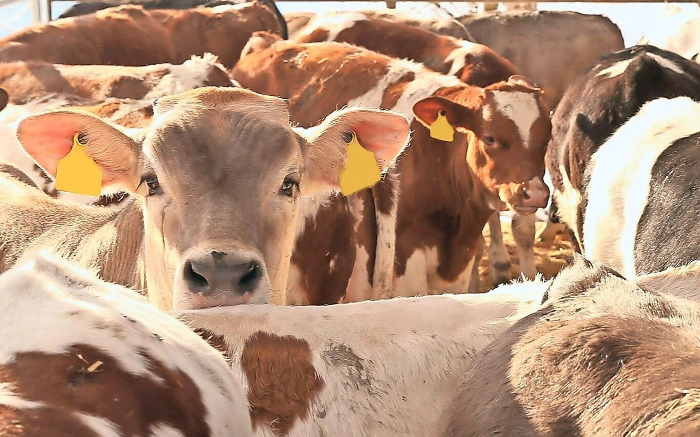 Zu viele Kälber am Markt. Aber der Angebotsüberhang wird durch das Ostergeschäft und die Einlagerung abgebaut.
