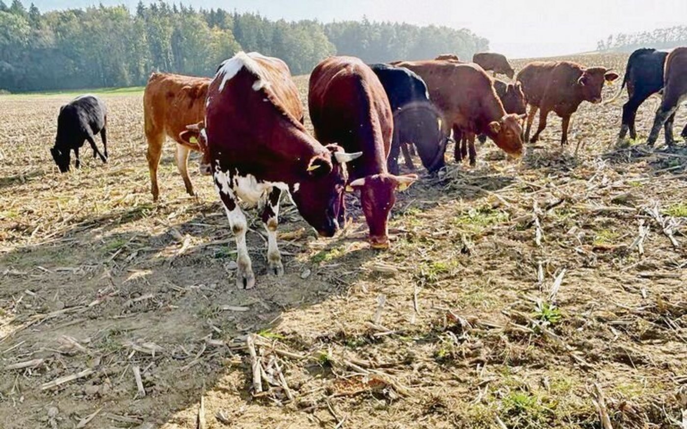 Thomas Schär lässt seine Rinder auf dem abgeernteten Maisfeld weiden, so dass kein Kolben für Wildschweine übrig bleiben soll.