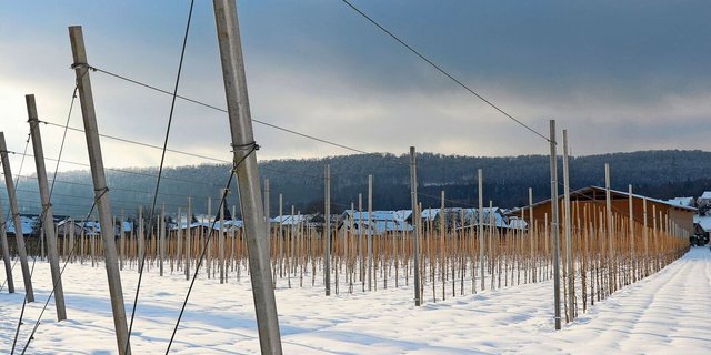 Auch im Obstbau stehen im Winter wichtige Arbeiten wie zum Beispiel der Winterschnitt oder die Personalplanung für die kommende Erntesaison an. 