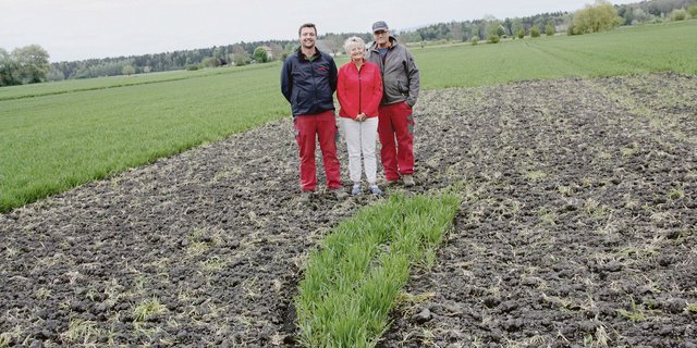Roger, Vreni und Peter Schwab (v. l. n. r.) haben den Winterweizen rund um das Kiebitznest ausgeeggt, da die Tiere den Überblick halten wollen.  Die Kiebitzjungen sind Nestflüchter und suchen schon kurz nach dem Schlüpfen selbständig Nahrung.  