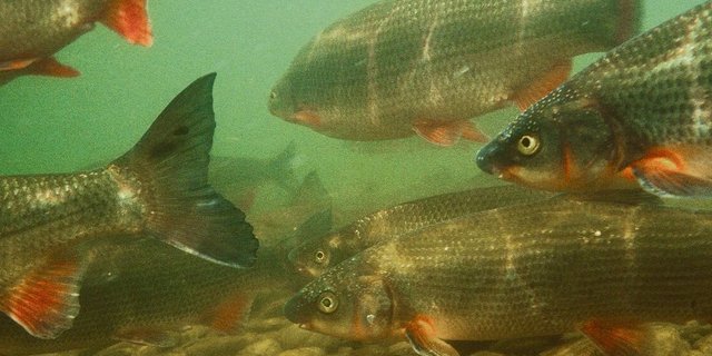 Nasen bilden grosse, oft mehrere hundert Tiere zählende Schwärme.