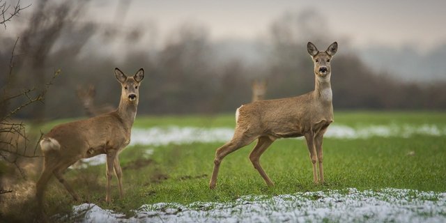 Nicht alle Rehe und Hirsche überleben den Winter. Das ist aber natürlich und führt dazu, dass nur angepasste und kräftige Tiere sich fortpflanzen. (Bild Seaq68/Pixabay)