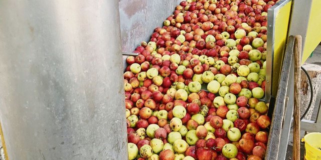 Das derzeitige Ernteausgleichssystem beim Mostobst sorgt für Diskussionen. 