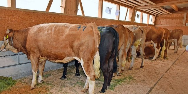 Die Rinder für die Mutterkuhhaltung lösten einen Durchschnittspreis von 3846 Franken. Das teuerste, ein Limousin-Rind, angeboten von Hans Liechti, Eggwil, ging für 4600 Franken weg. 