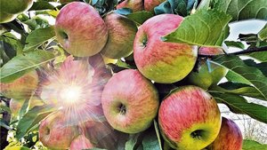 Es glänzt nicht alle Es glänzt nicht alles im Bio-Apfelanbau: Die hohe Zahl an Pflanzenschutzbehandlungen fordert die Betriebsleiter.