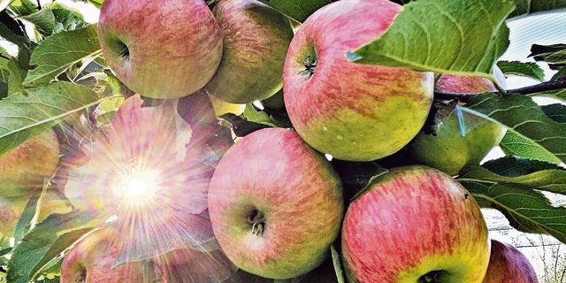 Es glänzt nicht alles im Bio-Apfelanbau: Die hohe Zahl an  Pflanzenschutzbehandlungen fordert die Betriebsleiter.