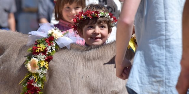 Blumendekoration aus dem eigenen Garten: Bei der Alpabfahrt sind nicht nur die Tiere, sondern auch die Mädchen geschmückt. (Bild Daniela Joder)