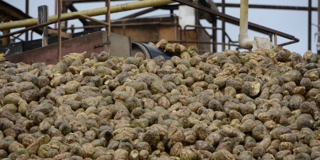 Zuckerrüben-Lager in der Fabrik in Aarberg. (Symbolbild BauZ)