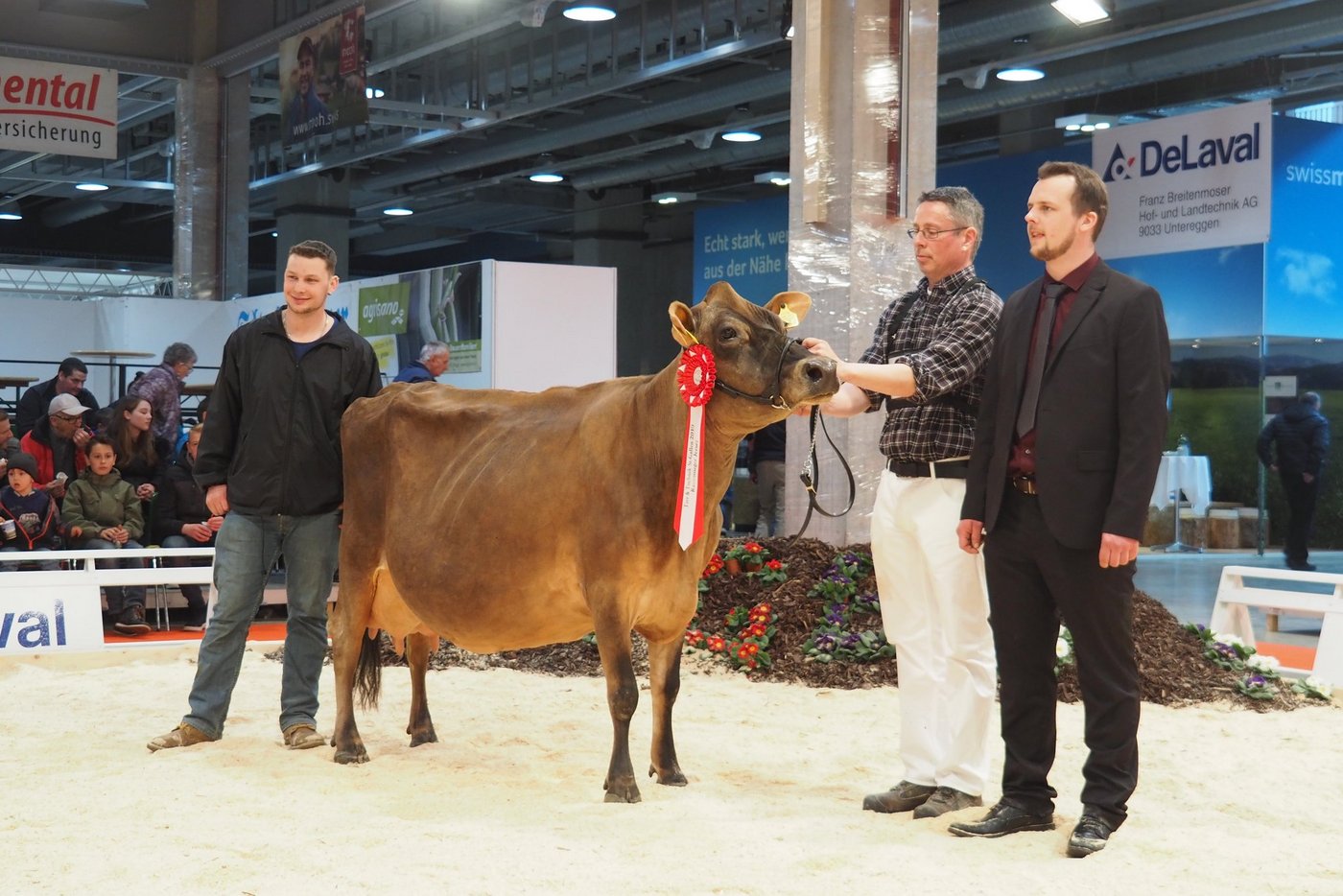 Champion bei den Jersey-Kühen: Schintbühl JE Hovborg Bipi im Besitz von Andreas Barrett aus Ebikon LU. (Bilder chw)