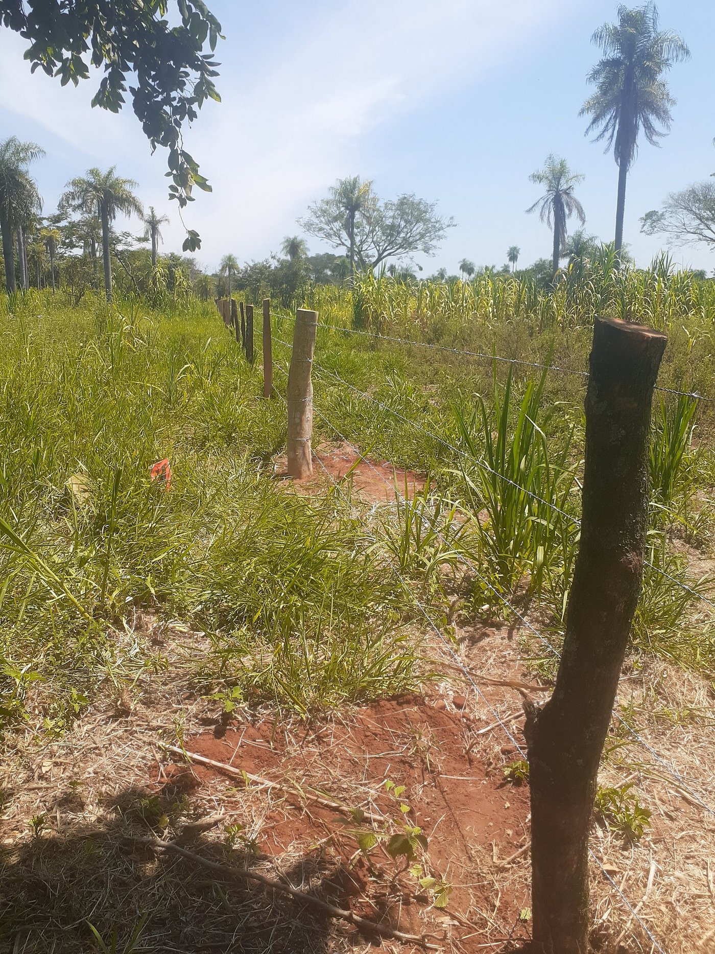 Diesen Zaun hat Huber selbst aufgebaut. Er umgibt eine sechs Hektare grosse Futterfläche.