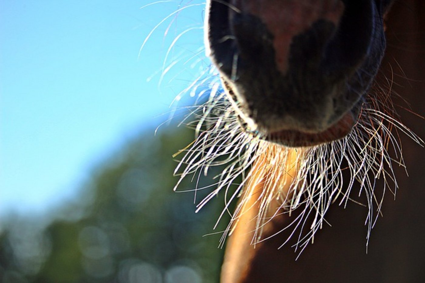 Das 15-jährige Mädchen fiel beim Reiten vom Pferd. (Bild Pixabay)