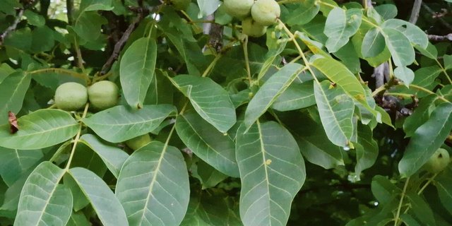 Nutztiere brauchen in dieser Jahreszeit Schutz vor lästigen Fliegen. Pferde sind besonders sensibel.