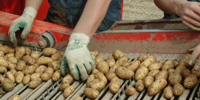 Die Organisation erwartet, dass der Absatz aufgrund der grossen Hitze und des Ferienbeginns etwas abnehmen. (Bild BauZ)