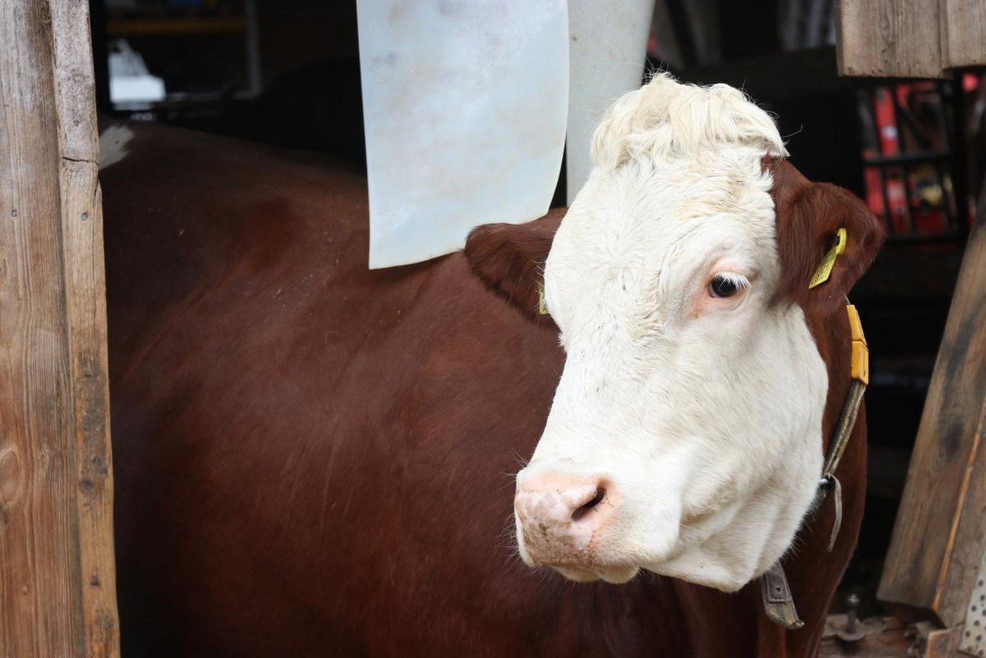Die Tierbestände in der Schweiz könnten bald kleiner werden. (Bild Ruth Aerni)