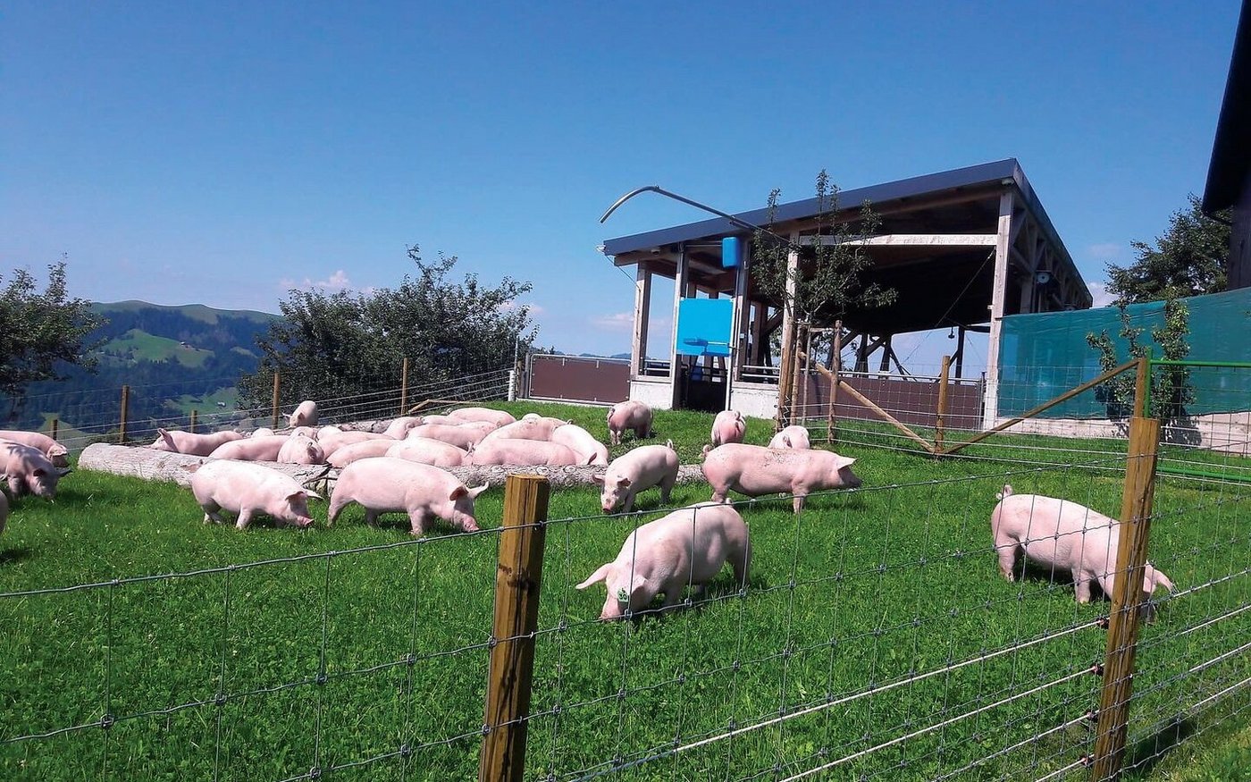Wiesenschweine können je nach Wetter nur kurz auf die Weide, dann werden sie zurückgepfiffen. Sie haben aber auch im Stall viel Beschäftigung im Wühlbereich und in der Suhle.