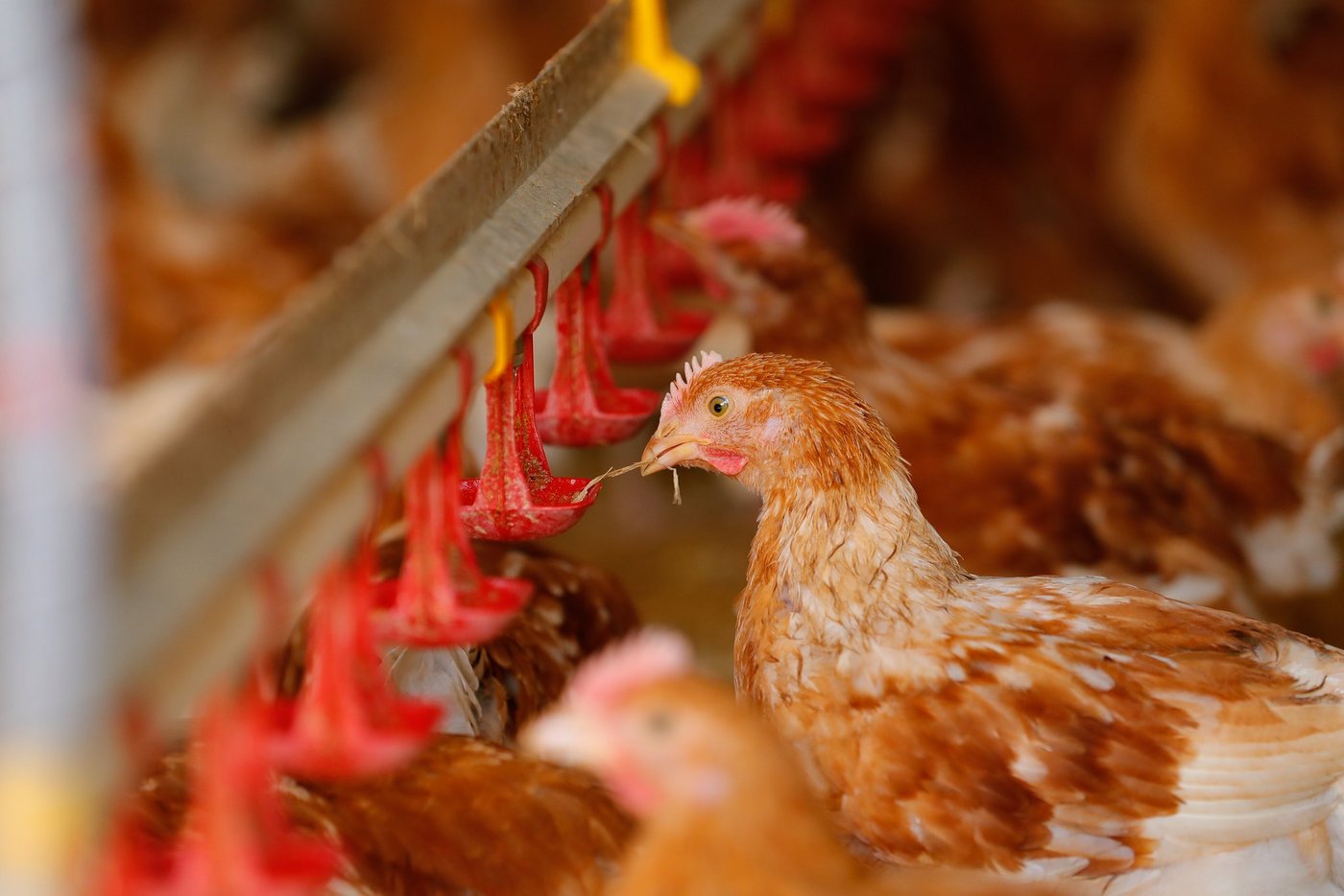 Ob es in der Schweiz Massentierhaltung gibt  in dieser Frage scheiden sich die Geister (Bild Bauz)