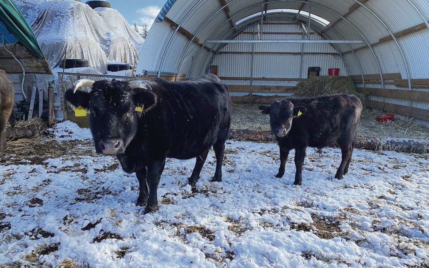 13 Dahomeys leben auf der Tunnelranch. Von der exotischen Rasse hörte Samuel Mosimanns Vater erstmals in Kanada. Die ersten Tiere konnte er in Deutschland kaufen. 