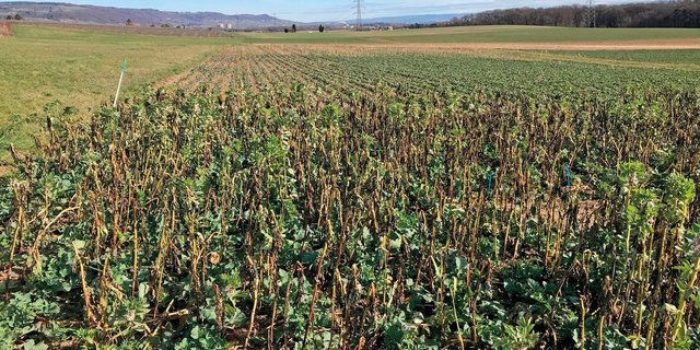 Raps-Untersaat mit der Begleitpflanze Ackerbohnen am Ende des Winters, Kontrollparzelle mit reinem Raps im Hintergrund. (Bild: Agroscope, I. Hiltpold)
