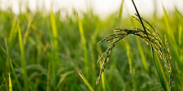 Am häufigsten wurden Antibiotika im Reisanbau in Südostasien empfohlen. In der Schweiz und der EU sind Antibiotika im Pflanzenbau verboten. (Bild PIxabay)