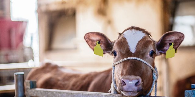 Je älter ein Kalb, desto schwerer ist es, sich umzugewöhnen, beispielsweise von Milch ad libitum auf rationierte Tränke oder von Kalt- auf Warmtränke. (Bild BauZ)