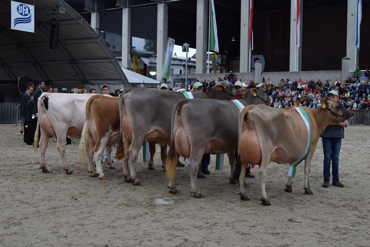 Die Olma Missen 2019 (v.l.): Miss Holstein Lady; Miss Fleckvieh Corona; Miss Braunvieh Silvana; Miss Original Braunvieh Viona; Miss Jersey Daisy. (Bilder Stefanie Giger)