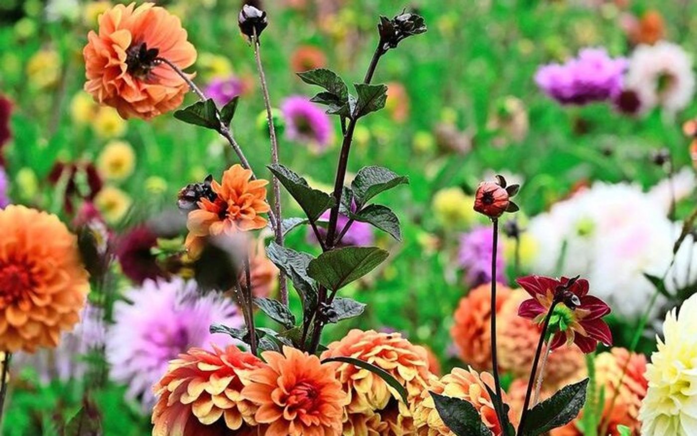 Geerntet werden nur 20 Prozent der wachsenden Blumen.  