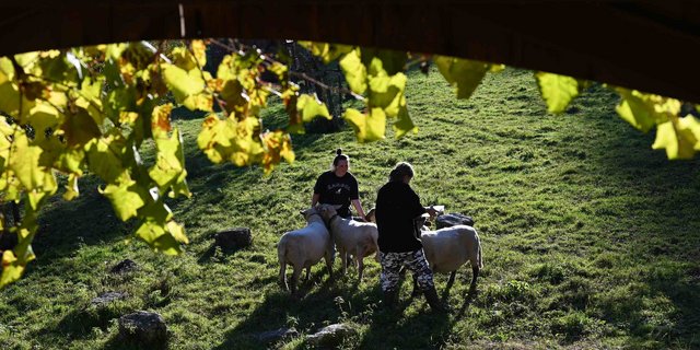 Ronja (l.) und Alexandra (sämtliche Namen der Auszubildenden sind geändert) schauen bei den Schafen vorbei. Alle Lernenden haben ein Ämtli, für das sie die Verantwortung tragen.   (Bilder BauZ/Andrea Wyss)