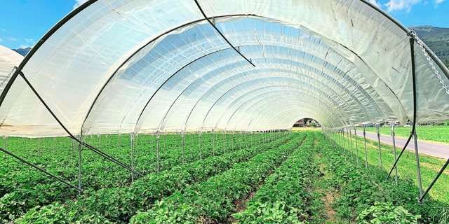 Überdachungen für den Hagelschutz und Regenschutz sowie Einnetzung für den Insektenschutz sollten nicht mehr als feste Bauten beurteilt werden, fordert der LBV.