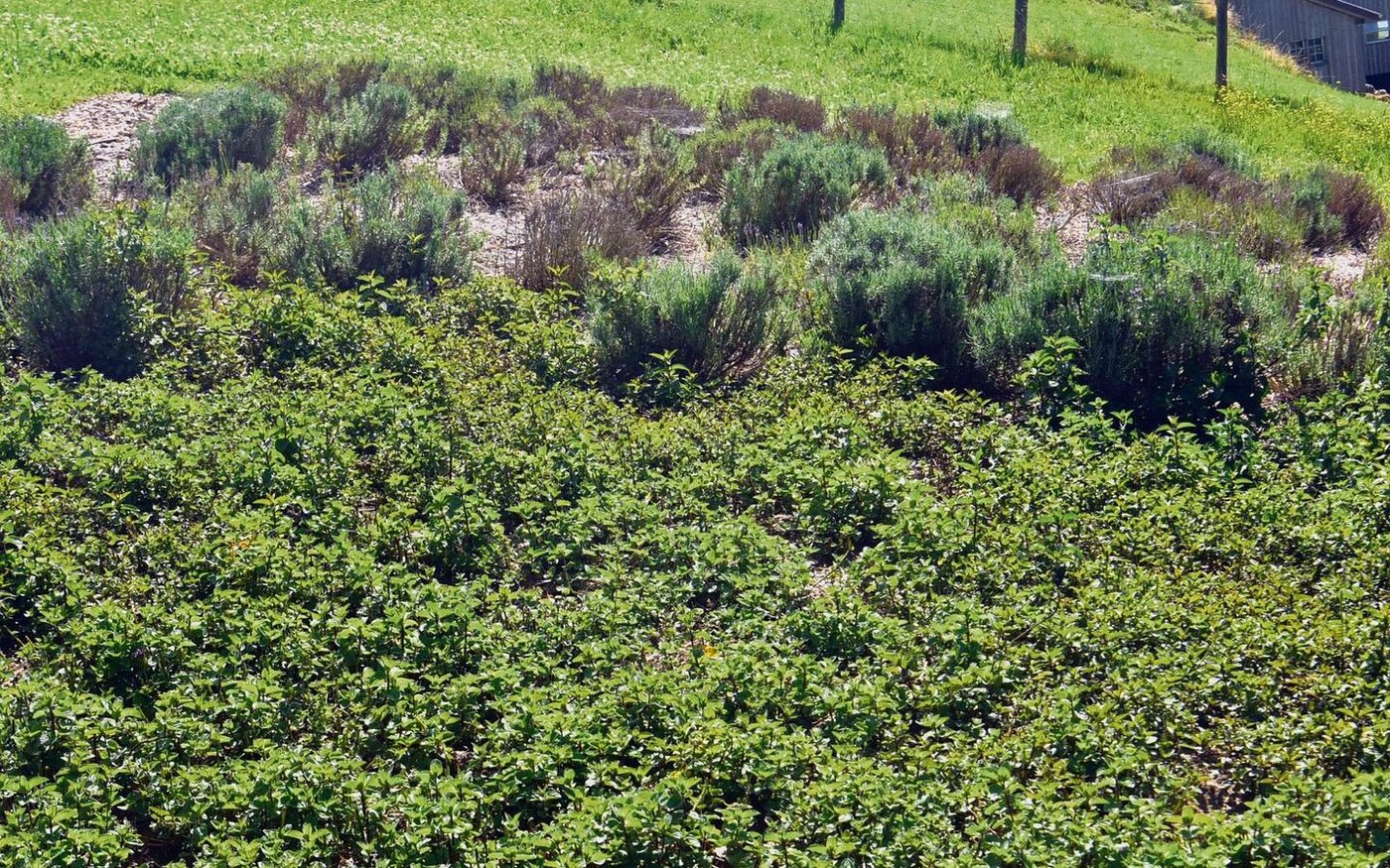 Auf je einer Are baut die Kräuterfrau Lavendel und Pfefferminze an.