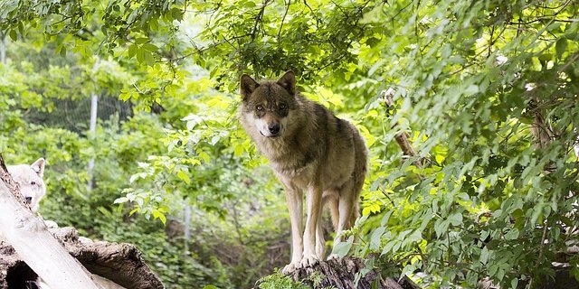 Der Wolf kostet viel – was nützt er eigentlich? (Bild Pixabay)