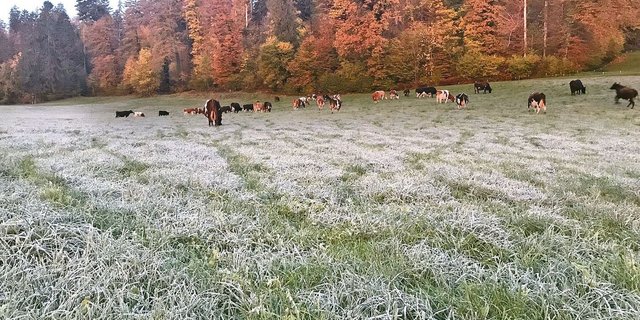 Frühmorgendliches Beweiden in Seon im Kanton Aargau am 9. November 2023 mit leichtem Bodenfrost.
