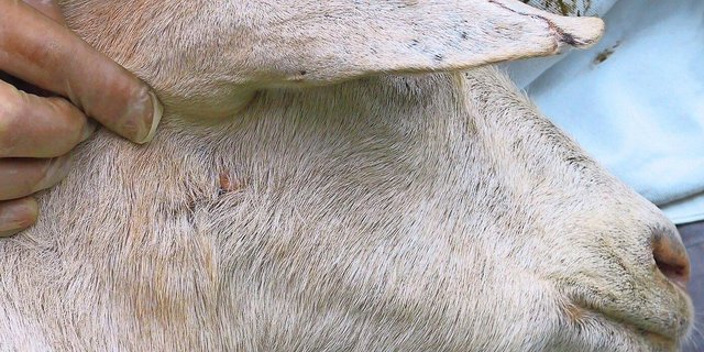 Narben in der Nähe der Lymphknoten deuten auf Pseudotuberkulose hin. Eine Blutuntersuchung schafft Klarheit.