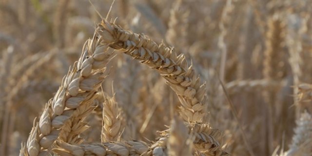 Der Verband kollektiver Getreidesammelstellen sieht aktuell keinen Grund zur Freude. (Bild BauZ)