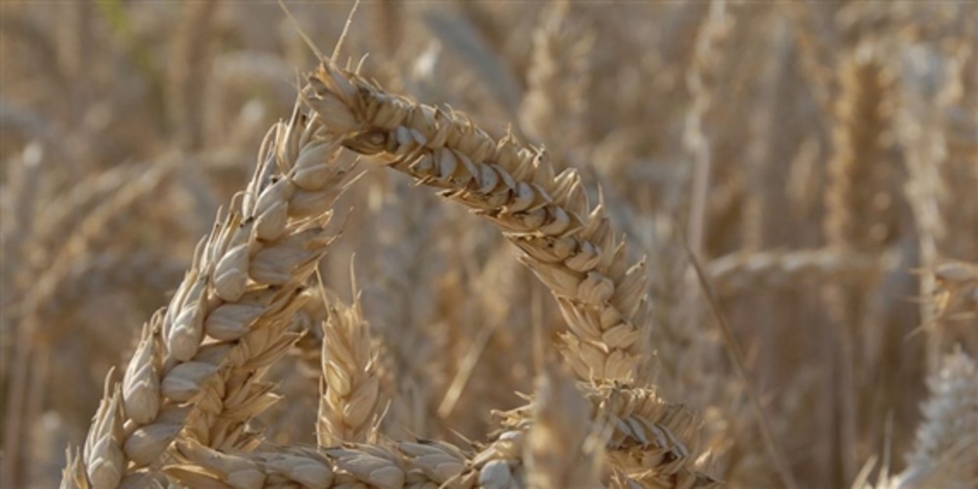 Der Verband kollektiver Getreidesammelstellen sieht aktuell keinen Grund zur Freude. (Bild BauZ)