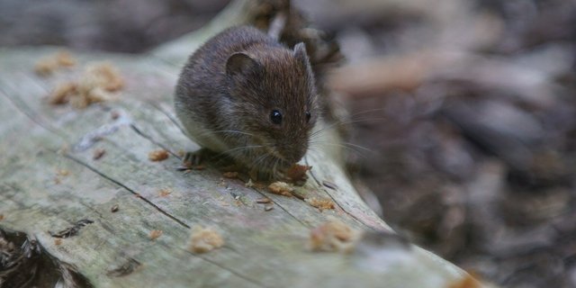 Durch den Klimawandel gibt es in Schweizer Wäldern weniger Fichten und mehr Buchen. Deren Früchte ernähren eine wachsende Mäusepopulation, die wiederum von einer grösseren Anzahl Zecken befallen werden. (Bild Pixabay)