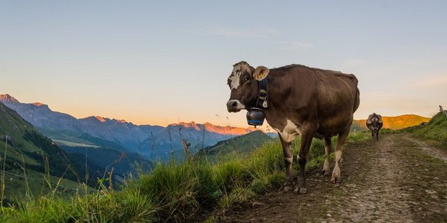 Von der geleasten Kuh über neue Schafwoll-Produkte bis zu Initiativen zur regionalen Verarbeitung und Vermarktung – die Bergregion ist innovativ. (Bild BauZ)