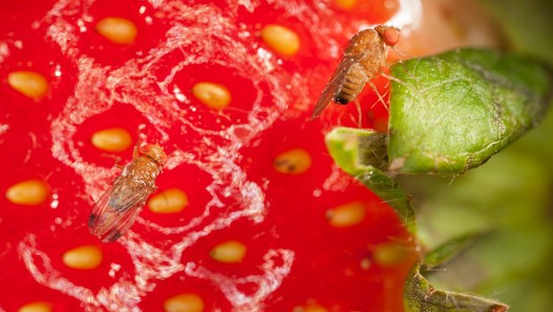 Die Kirschessigfliege kann ohne Bekämpfungsmassnahmen einen Totalschaden anrichten. Deshalb müssen Massnahmen auch nach der Ernte weiterhin verfolgt werden. (Bild Patrik Kehrli, Agroscope)