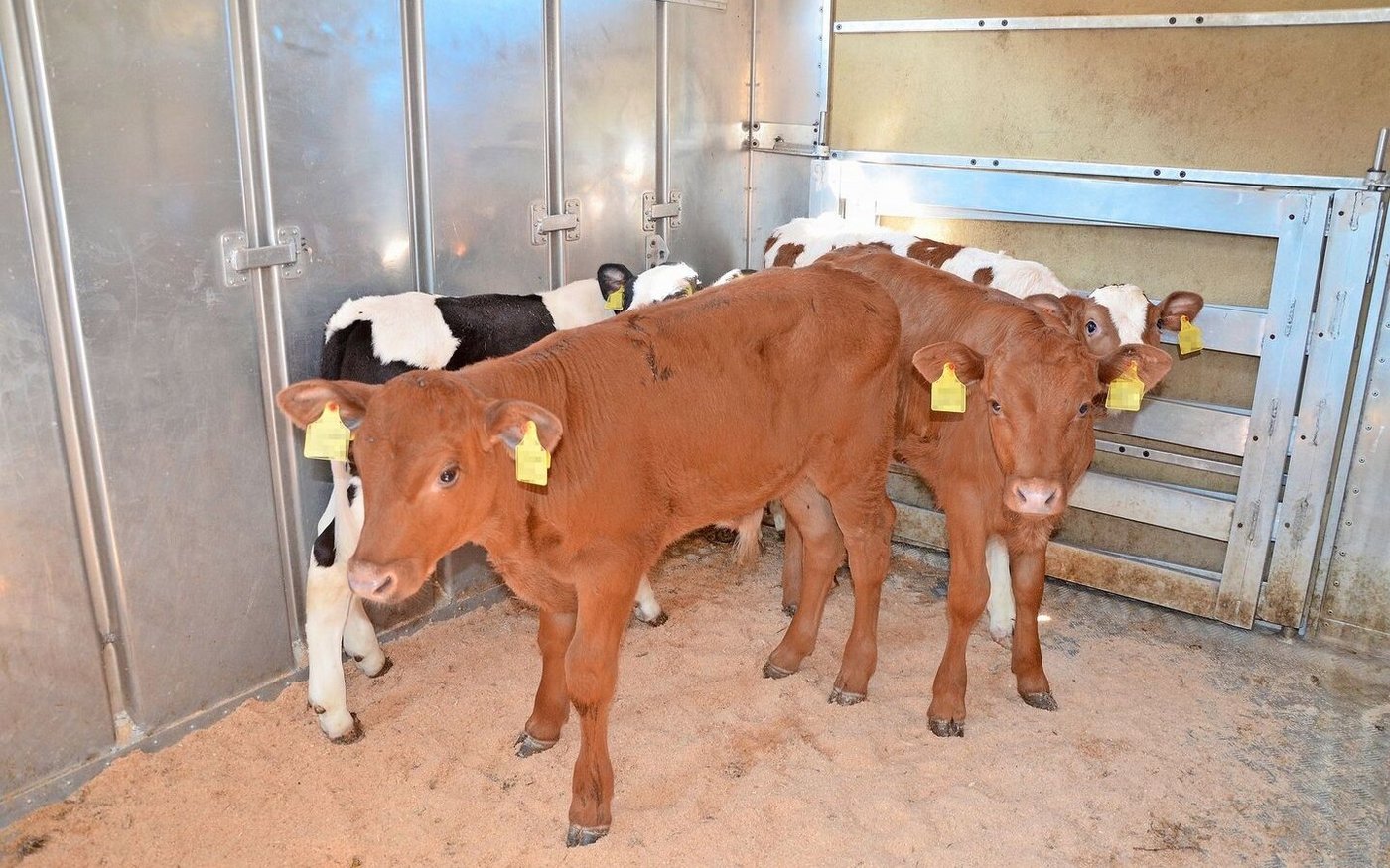 Vor allem beim Verstellen auf einen anderen Betrieb ist eine gute Beobachtung des Tieres unerlässlich, schreibt unser Autor.