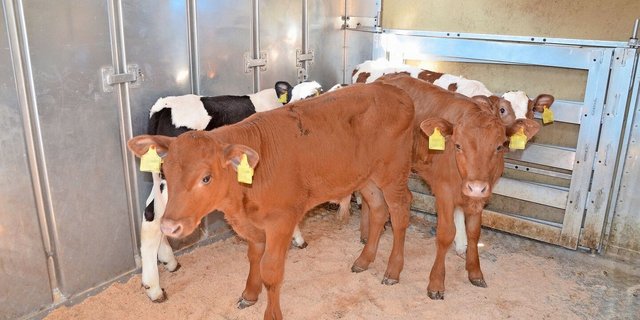 Vor allem beim Verstellen auf einen anderen Betrieb ist eine gute Beobachtung des Tieres unerlässlich, schreibt unser Autor.