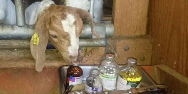 Die Subventionen für die Tiergesundheitsdienste sollen vereinheitlicht werden. (Bild Facebook/Viehdoktor.ch)