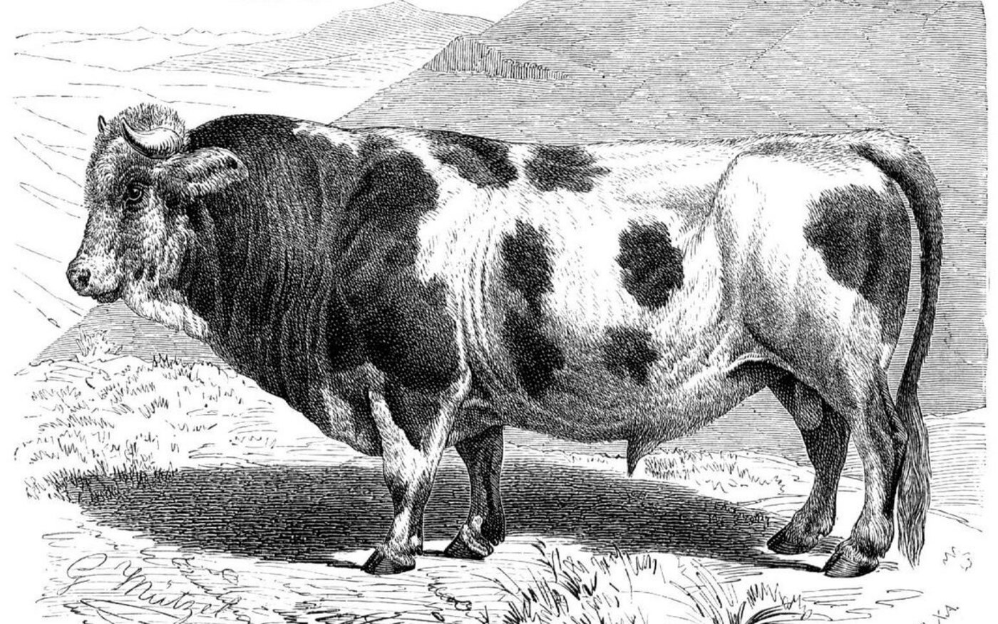 Freiburger: Trotz der schwarz-weissen Farbe war die Rasse genetisch eng mit den Simmentalern verwandt.