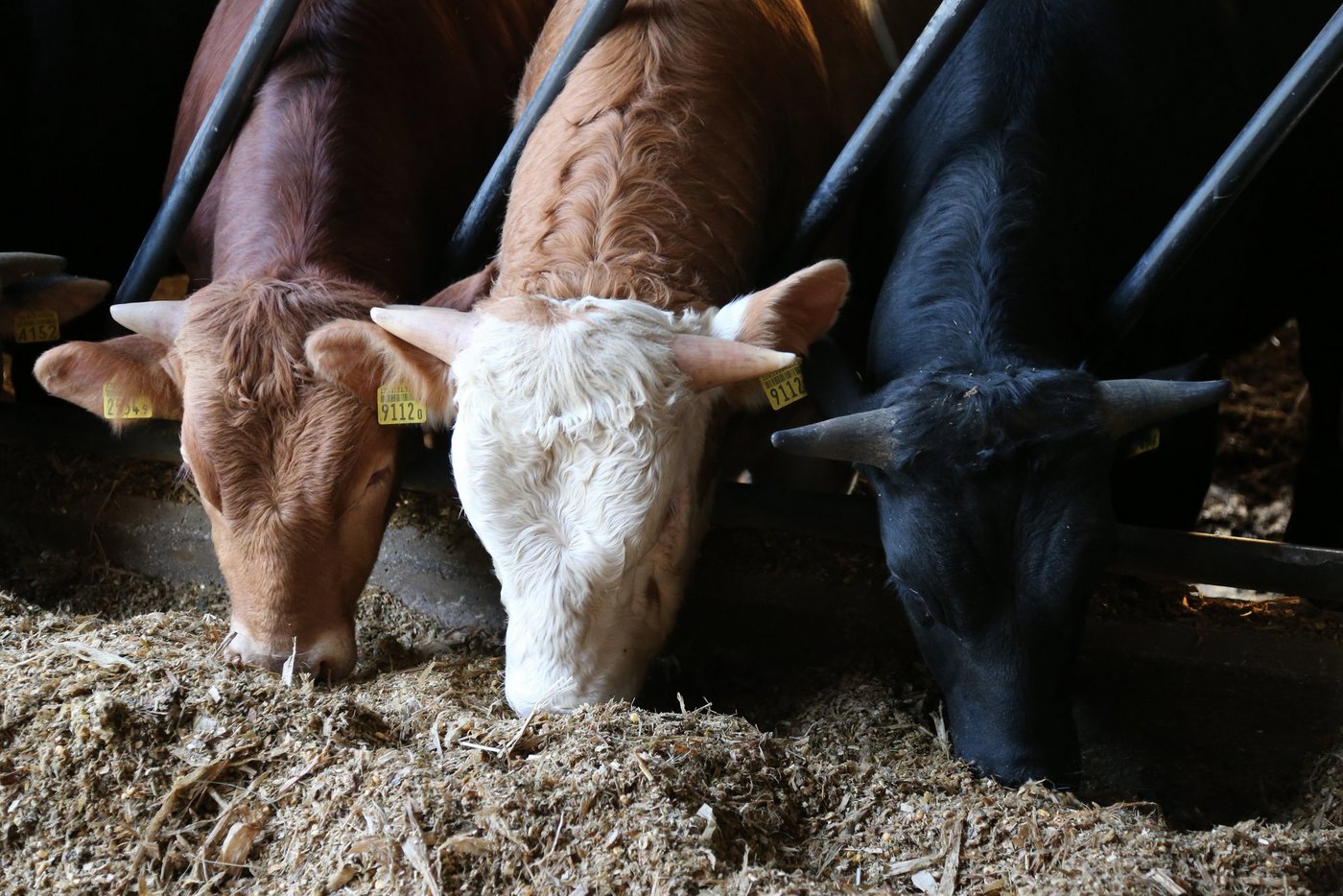 Die Vielfalt der Grossviehmast macht neue Fütterungsempfehlungen notwendig. Nun liegen sie vor. (Bild zVg) 