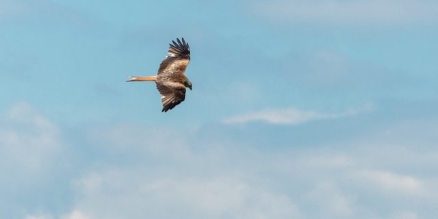 Dieser Greifvogel ist leicht erkennbar und auffällig, frisst aber weder Feldhasen noch viele Mäuse. (Bild hja)