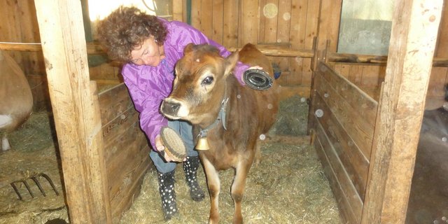 Zum Beispiel der Kontakt mit den Tieren: Gina Orsatti geniesst die vielseitige und abwechslungsreiche Arbeit auf dem Jerseyhof im bündnerischen Surava. (Bilder Vrena Crameri-Daeppen)