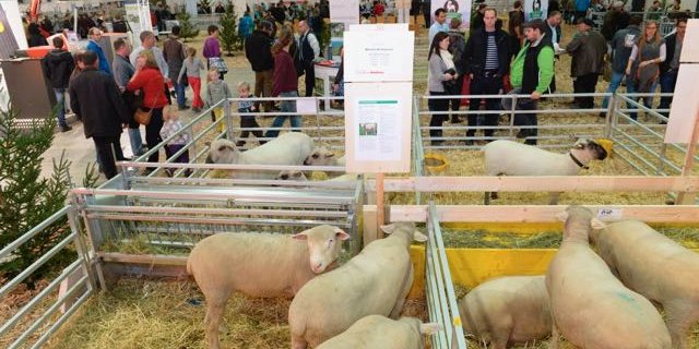 Nicht nur Schäfeler kommen an der Suisse Tier auf ihre Kosten. (Bild zVg)