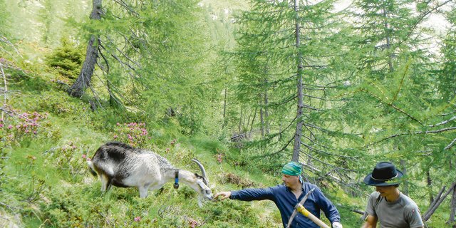 Auf Aion kämpfen Freiwillige gemeinsam mit Ziegen gegen die Verbuschung der Alp. (Bilder Bergwaldprojekt)